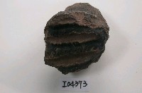 藏品(象臼齒(模))的圖片